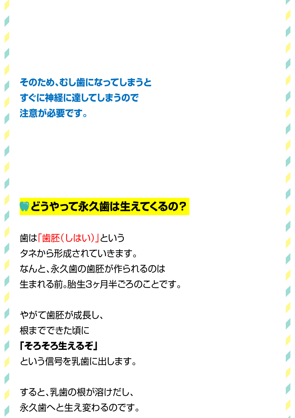 大人の歯と子どもの歯は何が違うの？3